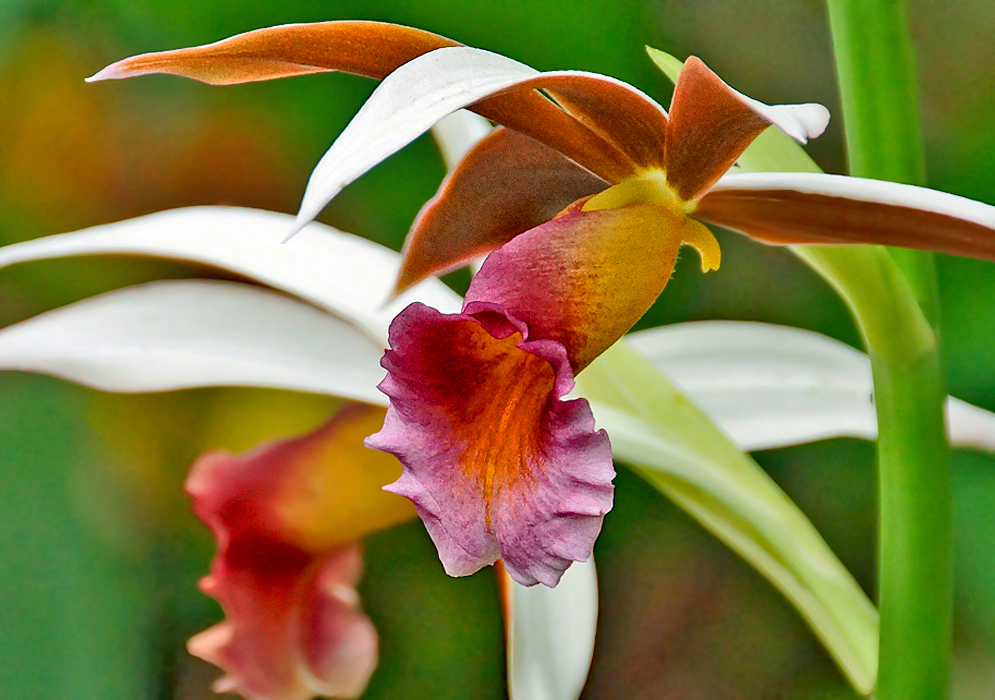 Multi-colored Phaius tankervilleae flower with a pink, yellow and red labellum