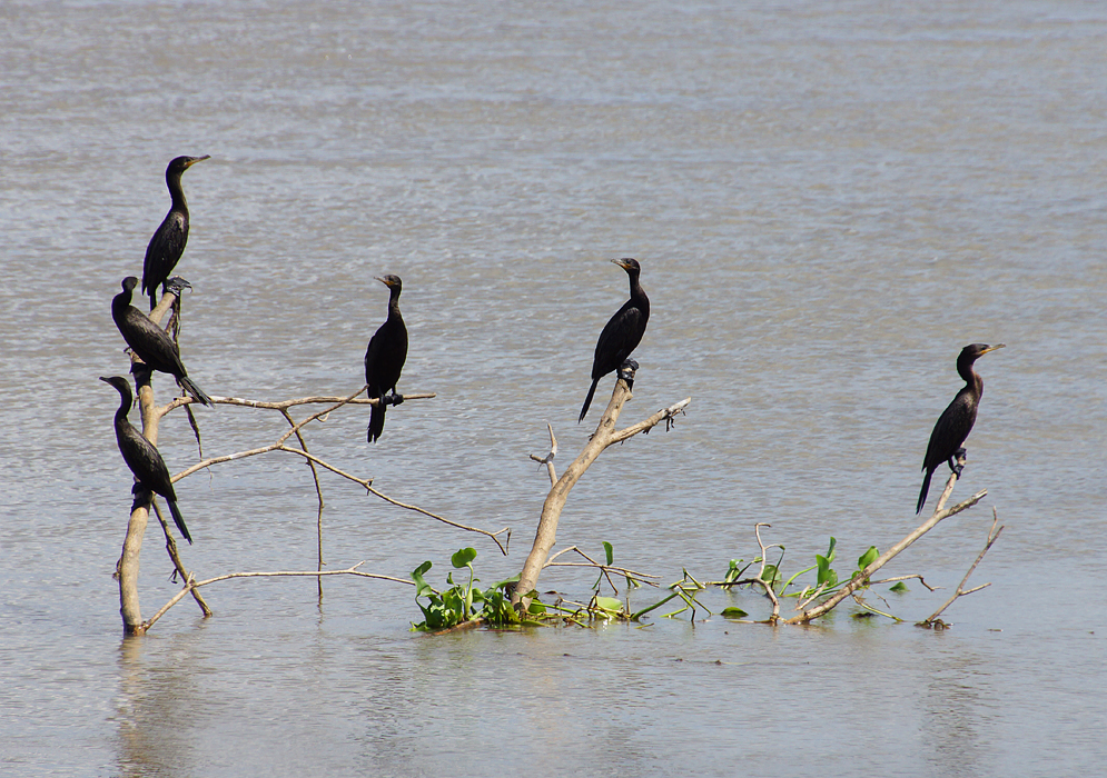 Six cormorants on a floating tree branches on the Magdalena