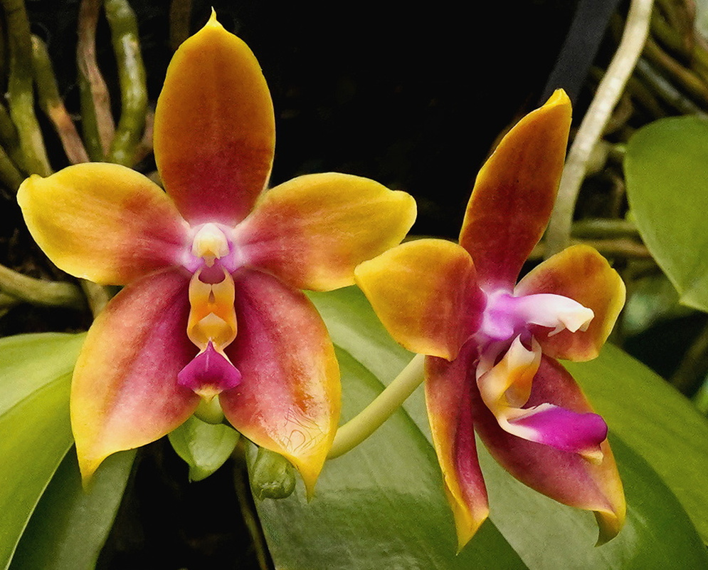 Phalaenopsis amboinensis × bellina flowers with yellow orange petals and magenta lips