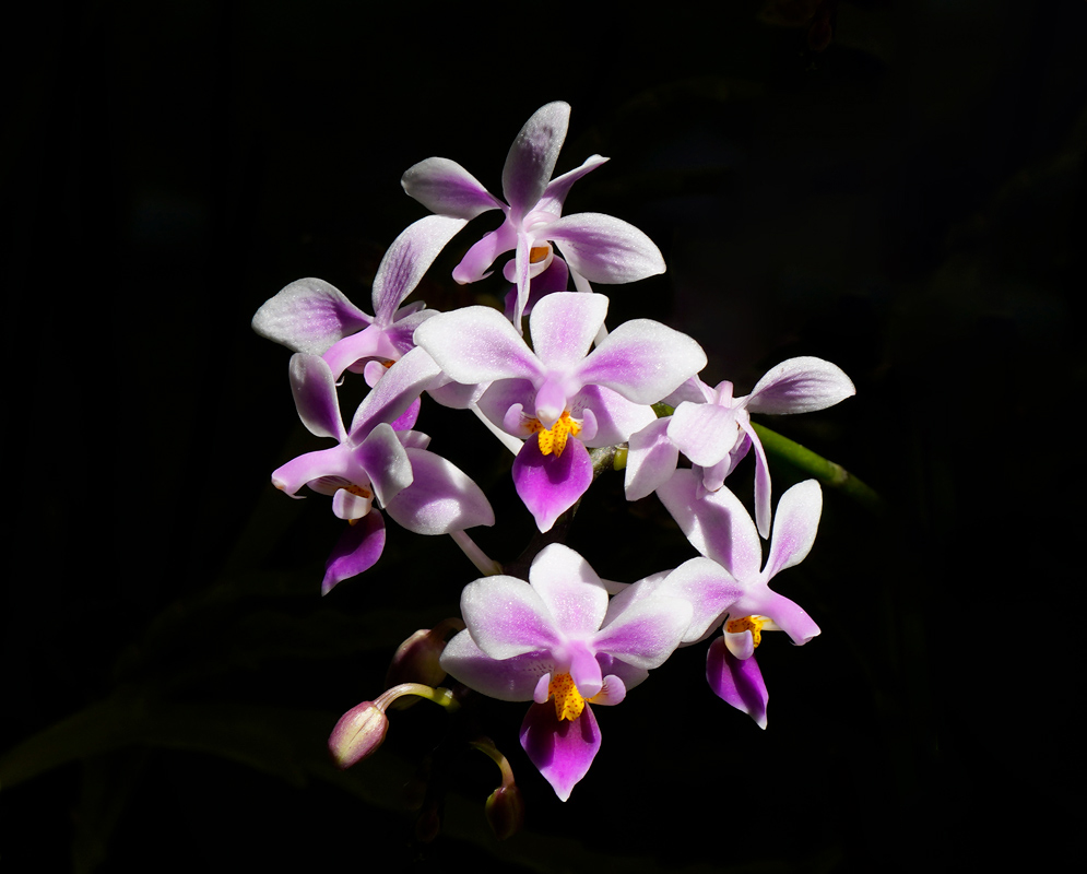 Phalaenopsis equestris arching spray of pale pink flowers with deep magenta lips