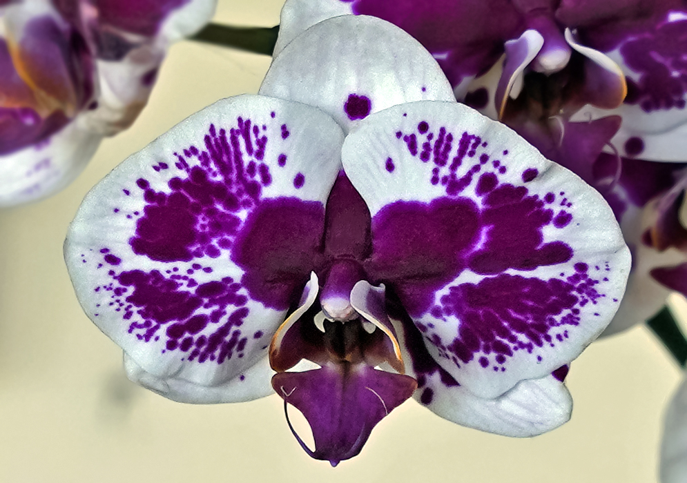 Phalaenopsis hybrid purple and white flower