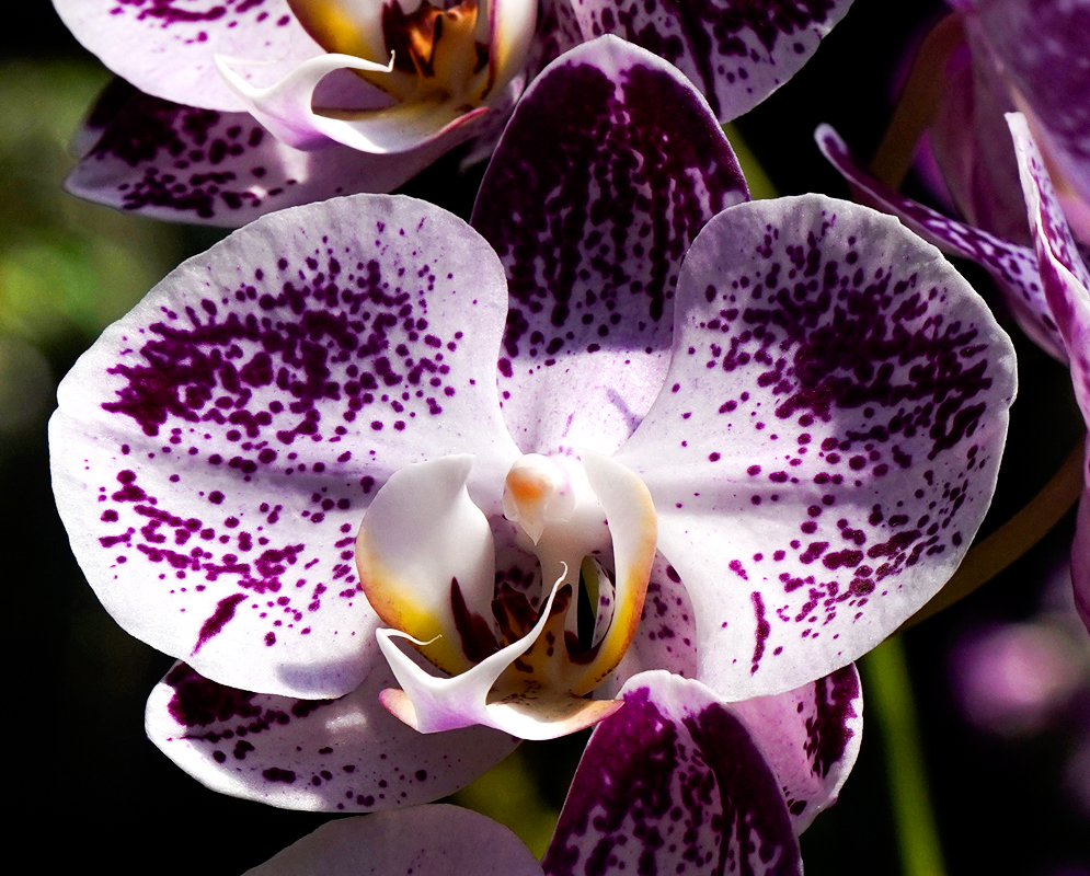 Phalaenopsis hybrid purple and white flowers