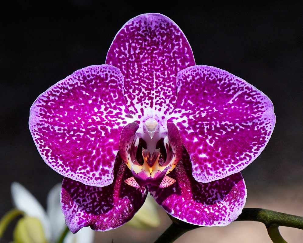 Phalaenopsis Purple Flower with a yellow and red lip