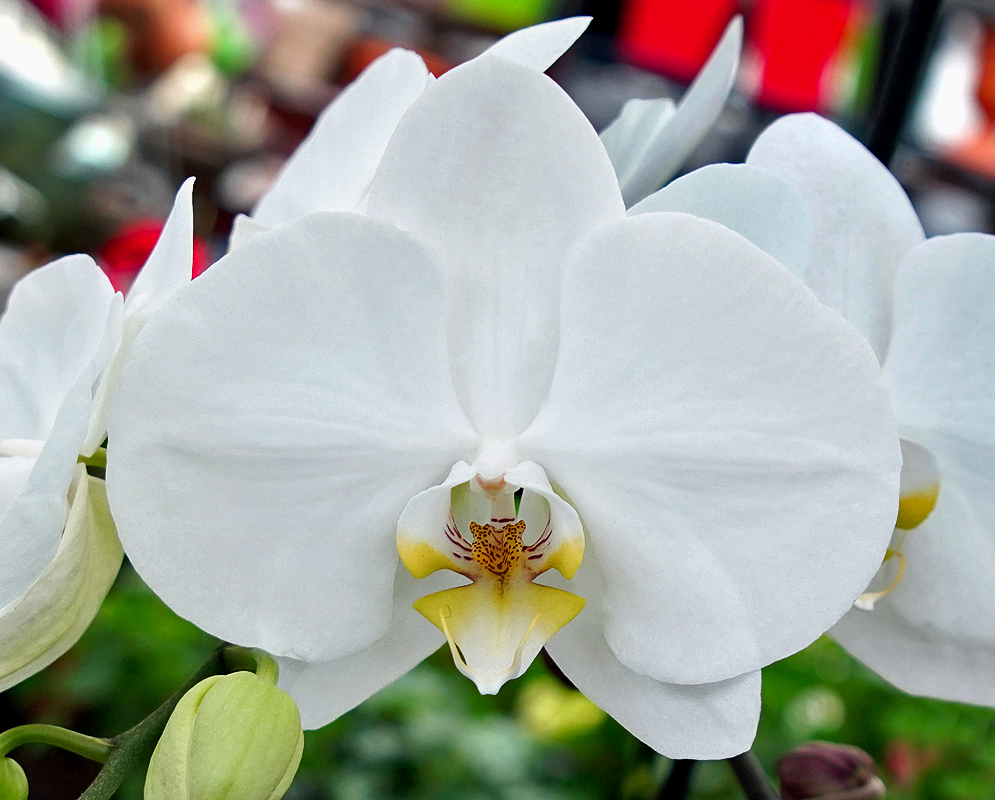White Phalaenopsis hybrid flower with a yellow lip