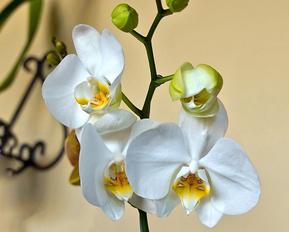 White Phalaenopsis hybrid flowers with yellow lips