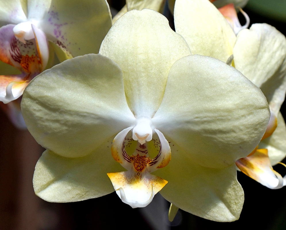 White Phalaenopsis hybrid flower with a yellow and red lip in sunlight