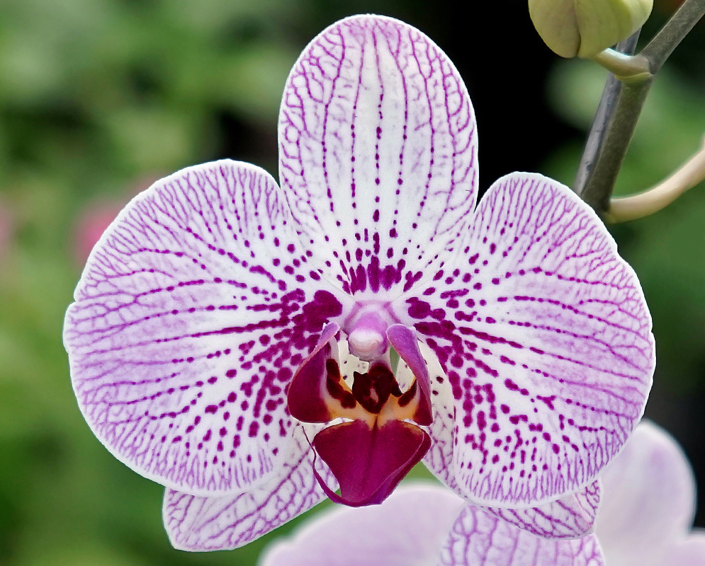 White and purple Phalaenopsis flower with yellow markings