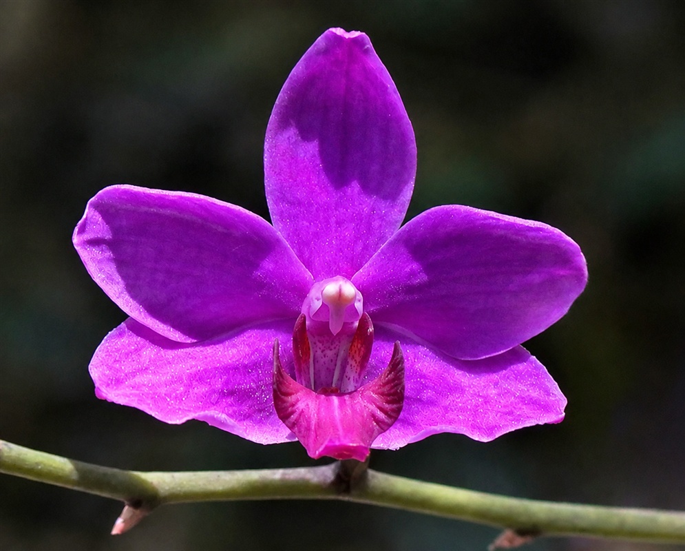 Phalaenopsis pulcherrima vivid magenta orchid flower with broad petals and a darker lip