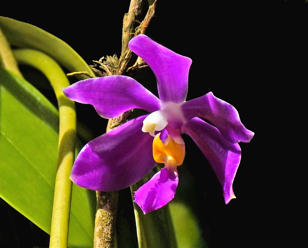 Phalaenopsis pulchra waxy deep purple flower with white and orange lip