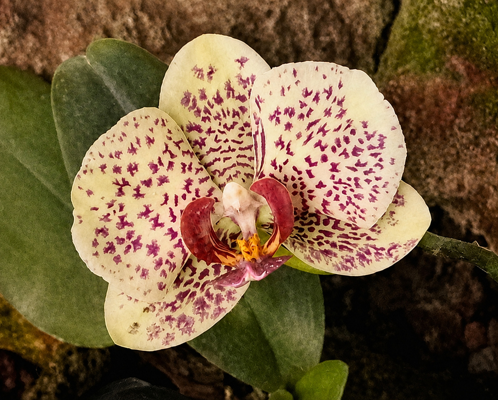 Unidentified Phalaenopsis hybrid cream orchid flower densely patterned with purple spots and bars
