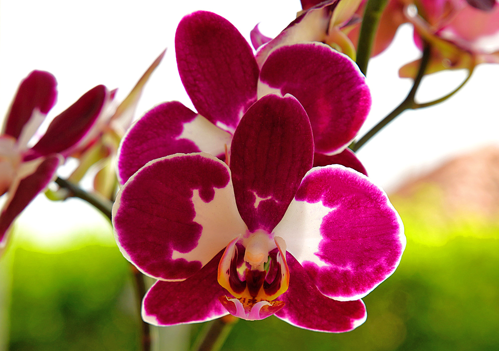 Burgundy and white Phalaenopsis flower with yellow and pink colors on the lip