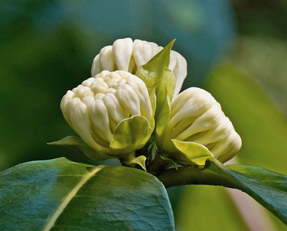 Phaleria octandra compact cluster of thick white flower buds opening above glossy leaves