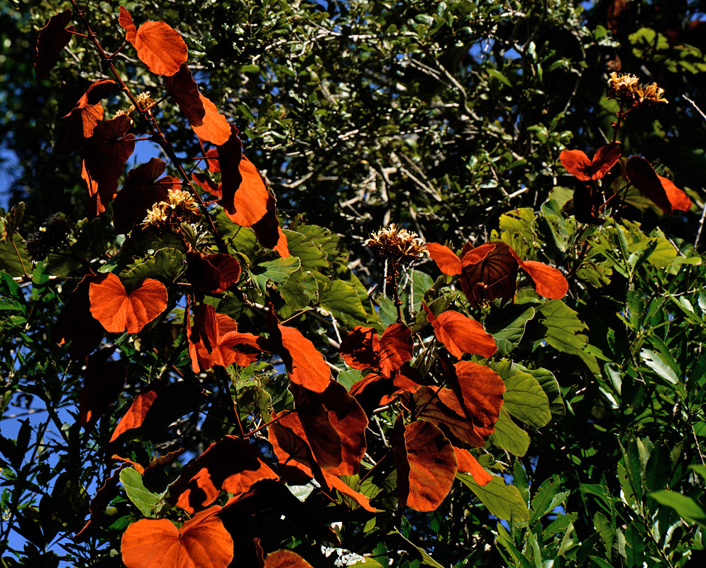 Phanera aureifolia vine with large rust-orange velvety leaves and clusters of pale yellowish flowers among green foliage
