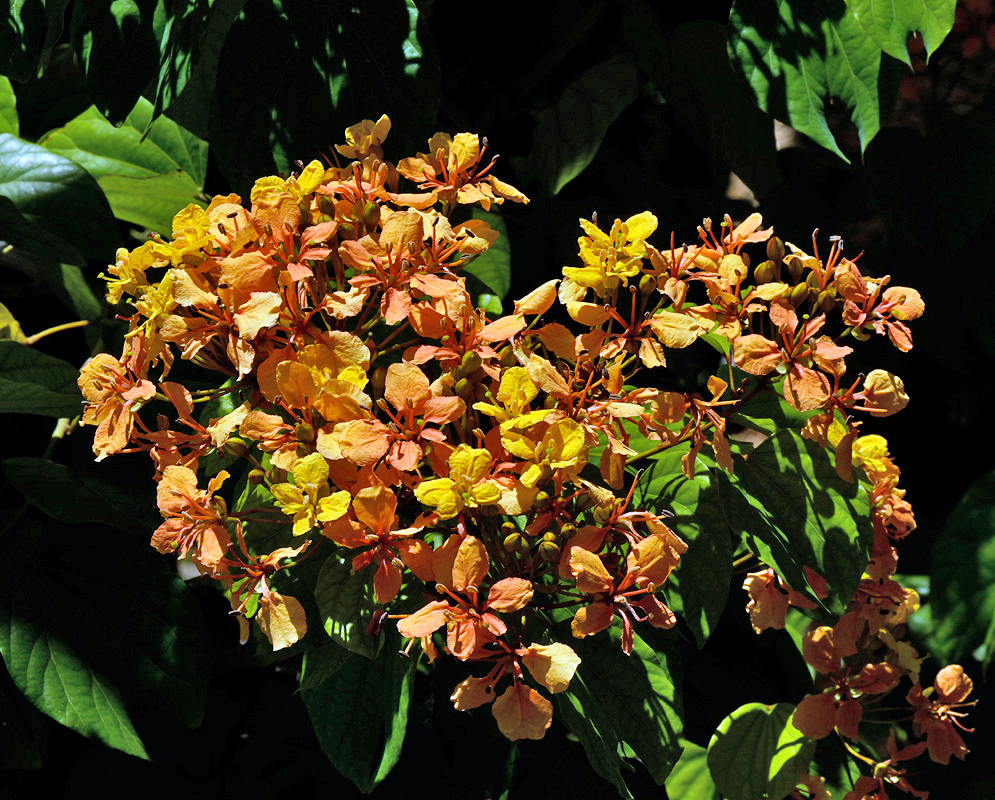 Phanera bidentata Flower Clusters Phanera bidentata branch with dense clusters of bright yellow and orange flowers against green foliage