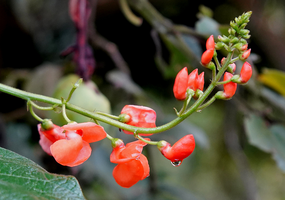 A wet Phaseolus coccineus inflorescence with orange flowers