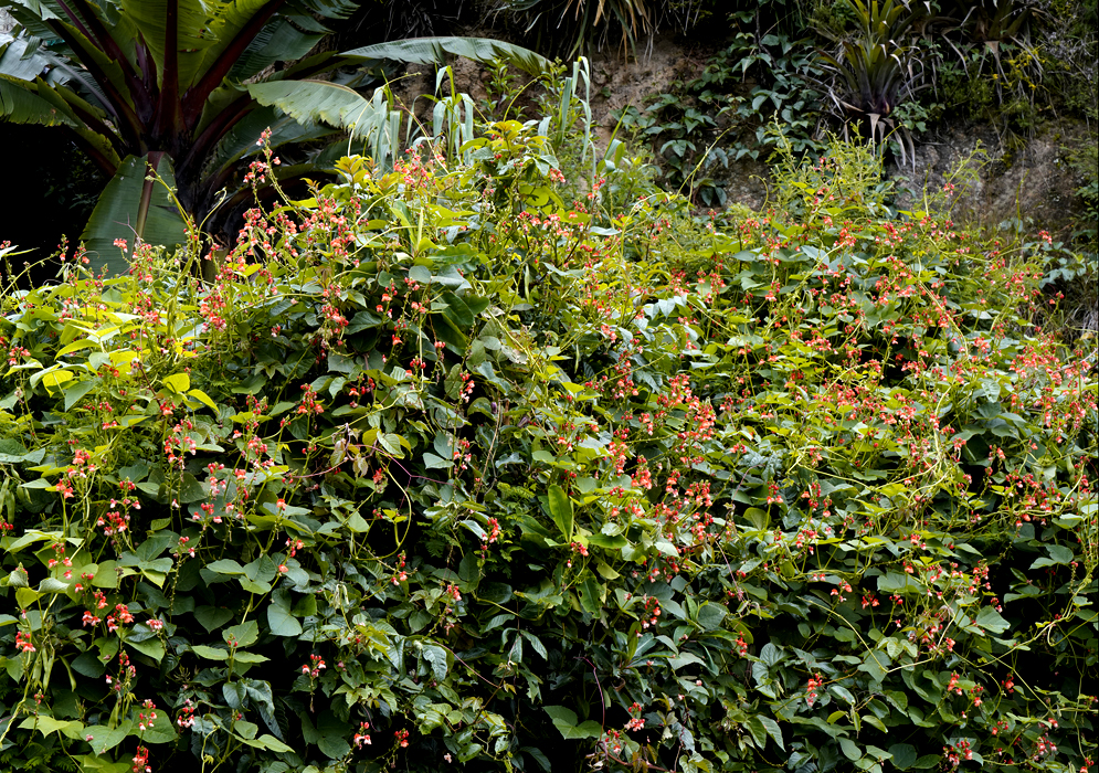 Scarlet pea-like Phaseolus coccineus flowers