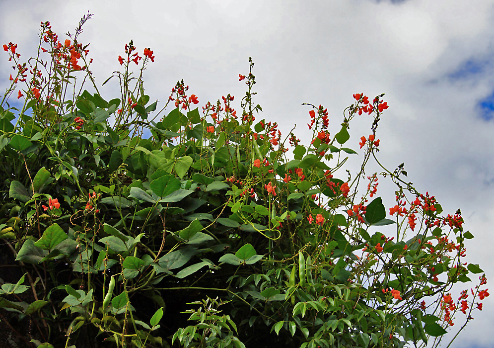 The top of a Phaseolus coccineus vine with orange inflorescences