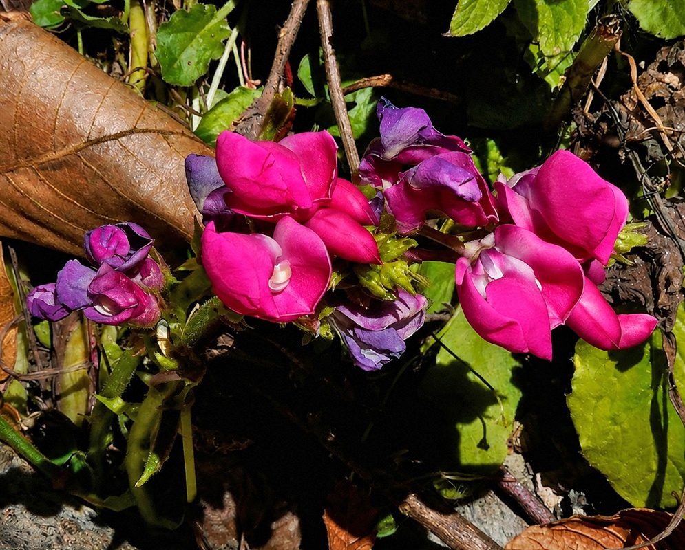Phaseolus vulgaris cluster of vivid magenta pea-shaped flowers among green leaves