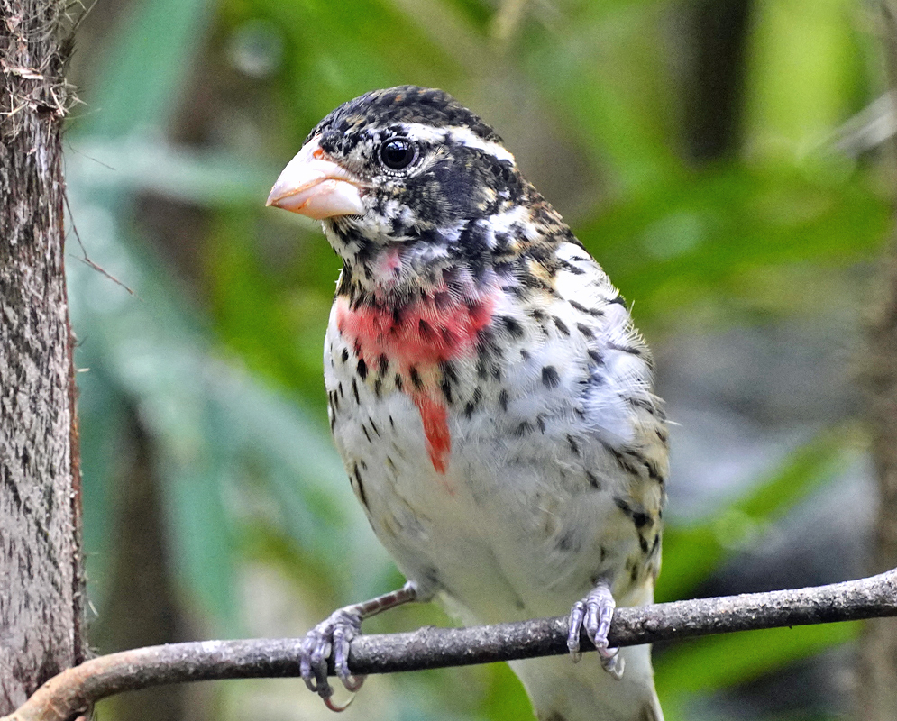 Pheucticus ludovicianus Chest View Front view of a male Rose-breasted Grosbeak highlighting the vibrant red chest patch contrasting with white underparts and black head