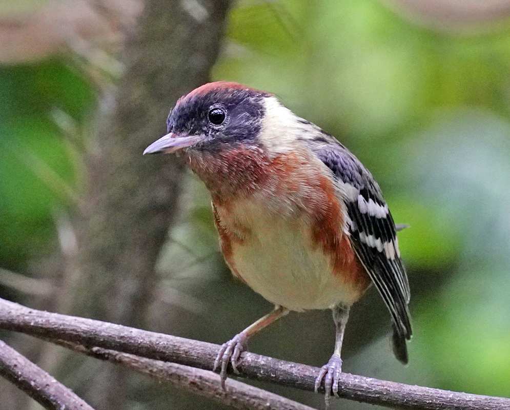 Pheucticus ludovicianus Female A female Rose-breasted Grosbeak perched on a thin branch, showing streaked plumage, a faint reddish bib, and a pale horn-colored bill