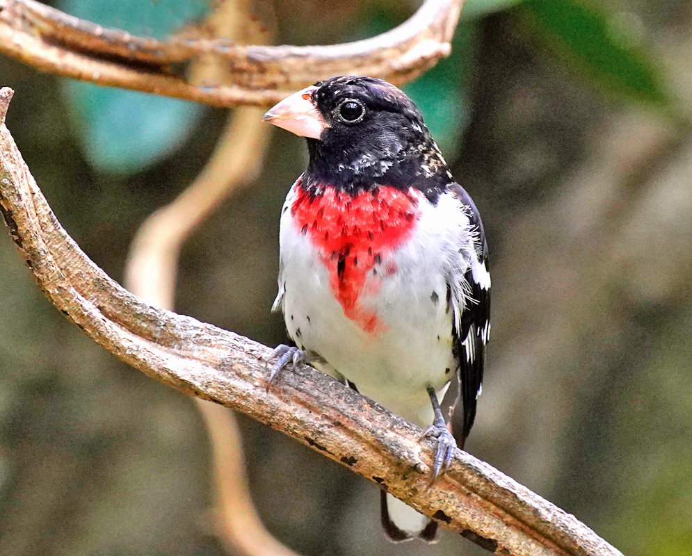 Rose-Breasted Grosbeak Male A male Rose-breasted Grosbeak perched on a branch, showing its black head, white underparts, and a bright red triangular patch on its chest