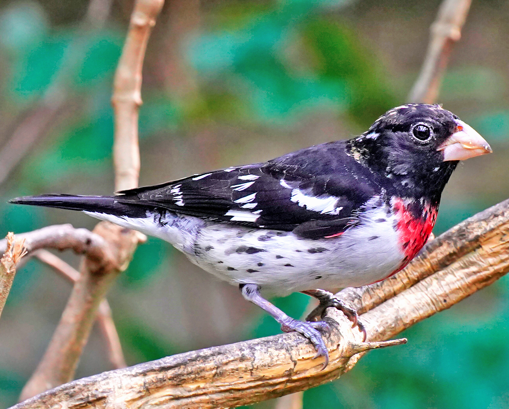 Pheucticus ludovicianus A male Rose-breasted Grosbeak side profile showing its contrasting black, white, and red plumage while perched on a natural branch