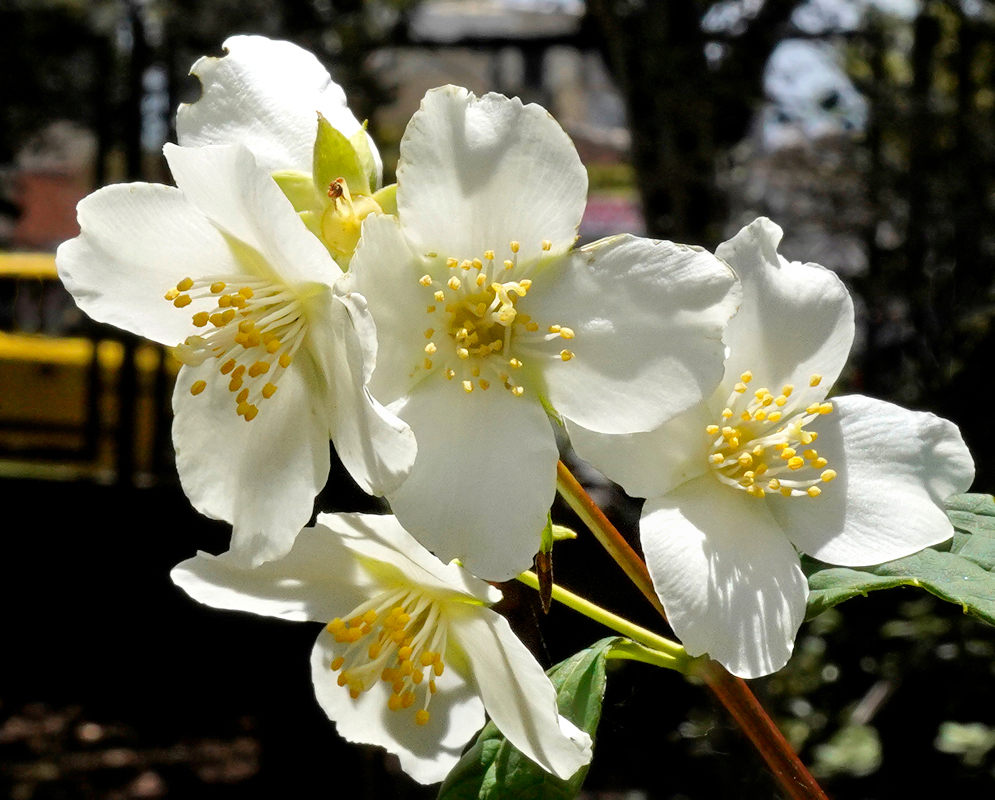 White Philadelphus coronarius flowers in dabbled sunlight