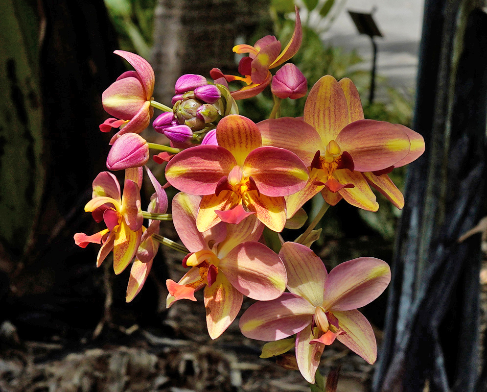 Close-up of blooming Spathoglottis plicata orchids in lavender and white shades with yellow throats amid broad green leaves