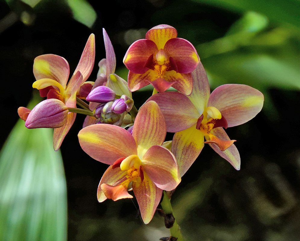 A golden-hued Spathoglottis plicata flower cluster with smooth petals and orange throats set against a rich green background