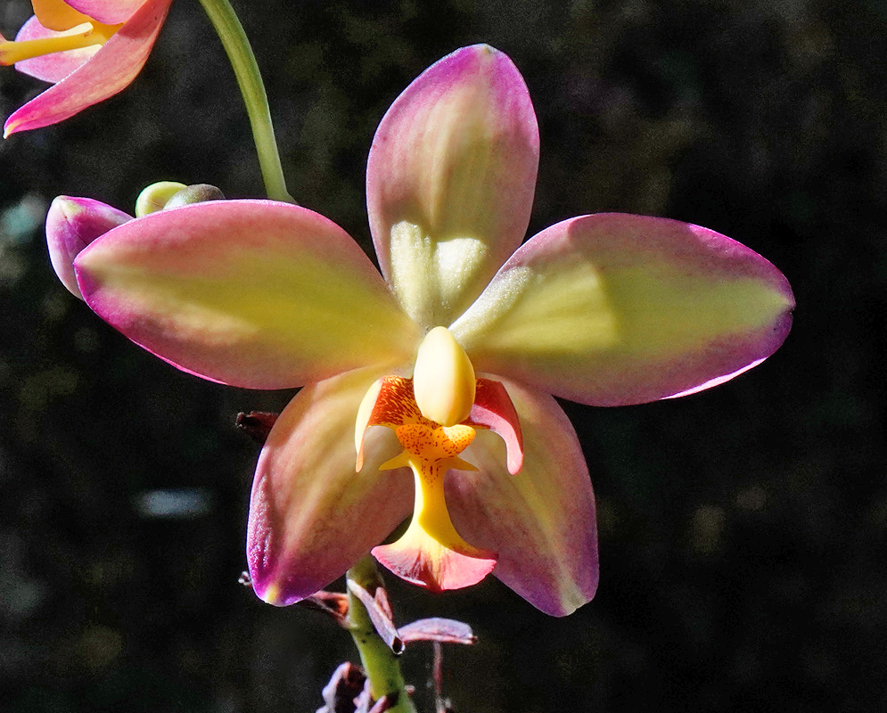 A colorful grouping of Spathoglottis plicata blossoms with mixed hues of pink, white, and yellow growing in tropical conditions