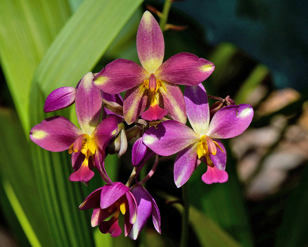 A blooming cluster of pink and yellow Spathoglottis plicata flowers with soft purple shading, displayed in natural light among long green leaves