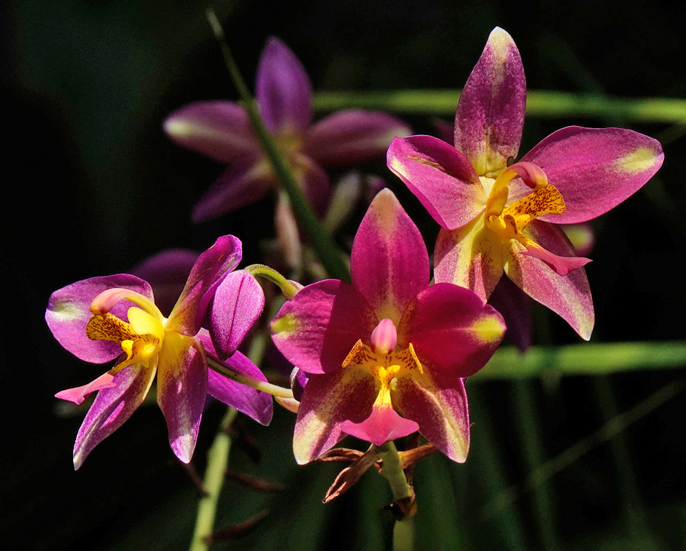 A cluster of golden-yellow Spathoglottis plicata flowers glowing under direct sunlight with upright petals and green foliage