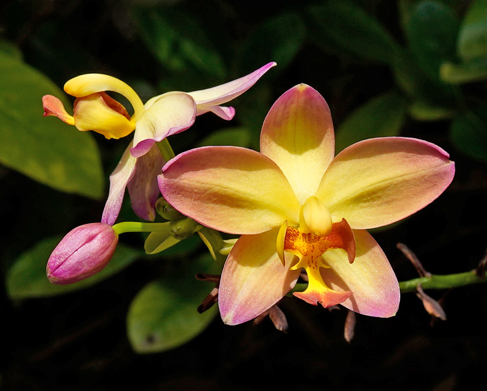 Bright yellow Spathoglottis plicata flowers with pronounced orange centers blooming from a vertical stem in tropical foliage