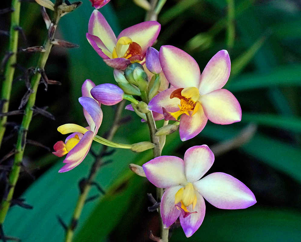 A pale pink Spathoglottis plicata flower spike emerging from lush foliage, with light yellow centers and rounded petals