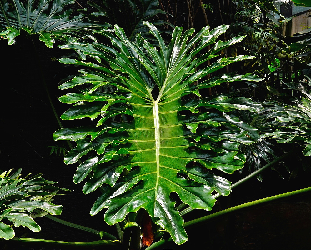 Philodendron bipinnatifidum large glossy leaf divided into many deep narrow lobes