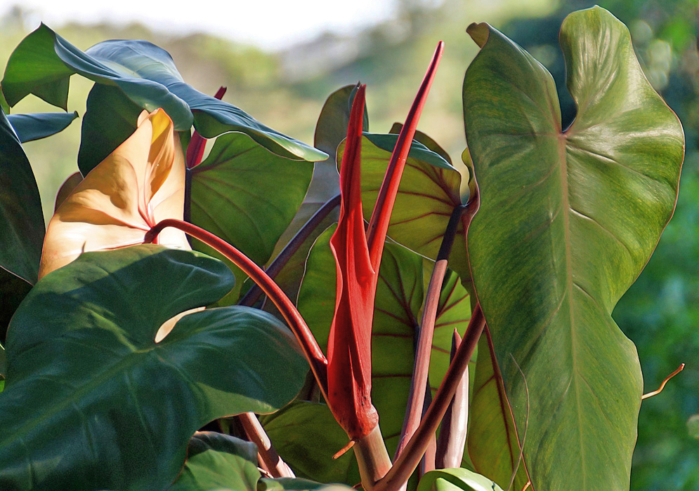 New Philodendron red stalks