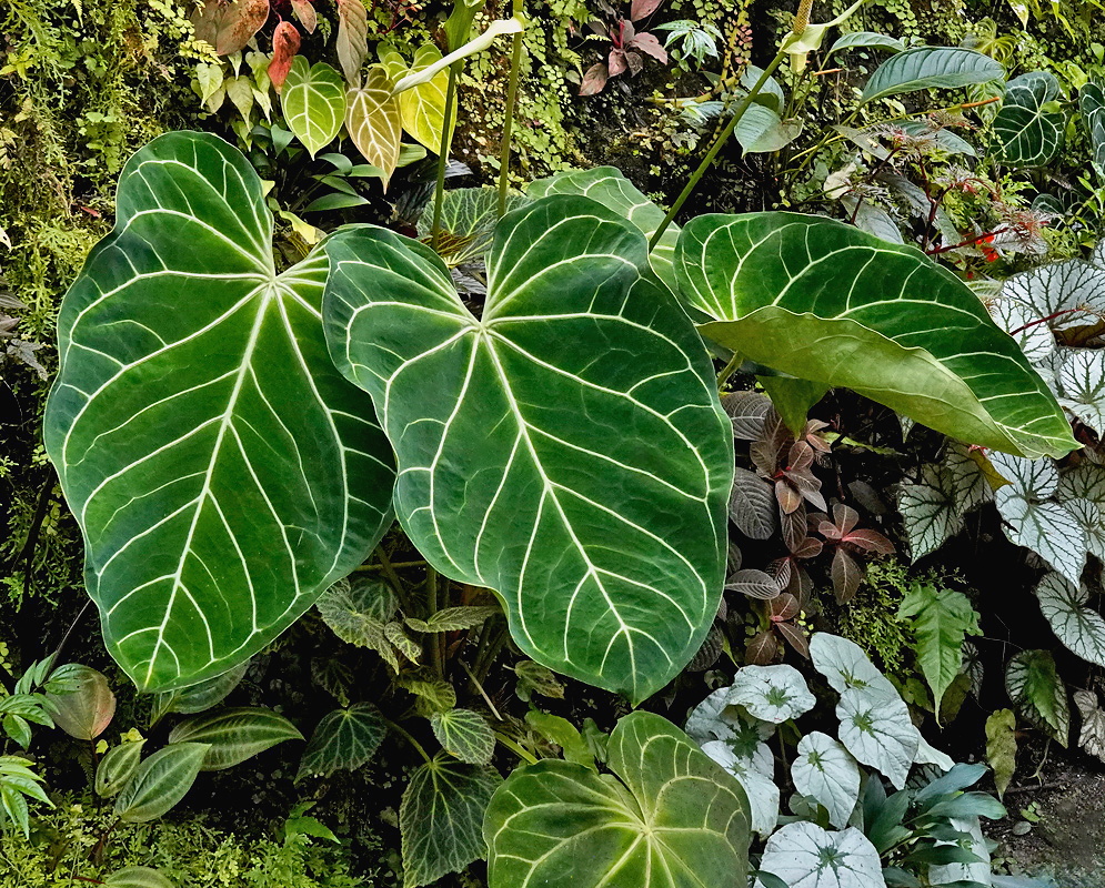Philodendron gloriosum velvety heart shaped leaves with prominent pale veins