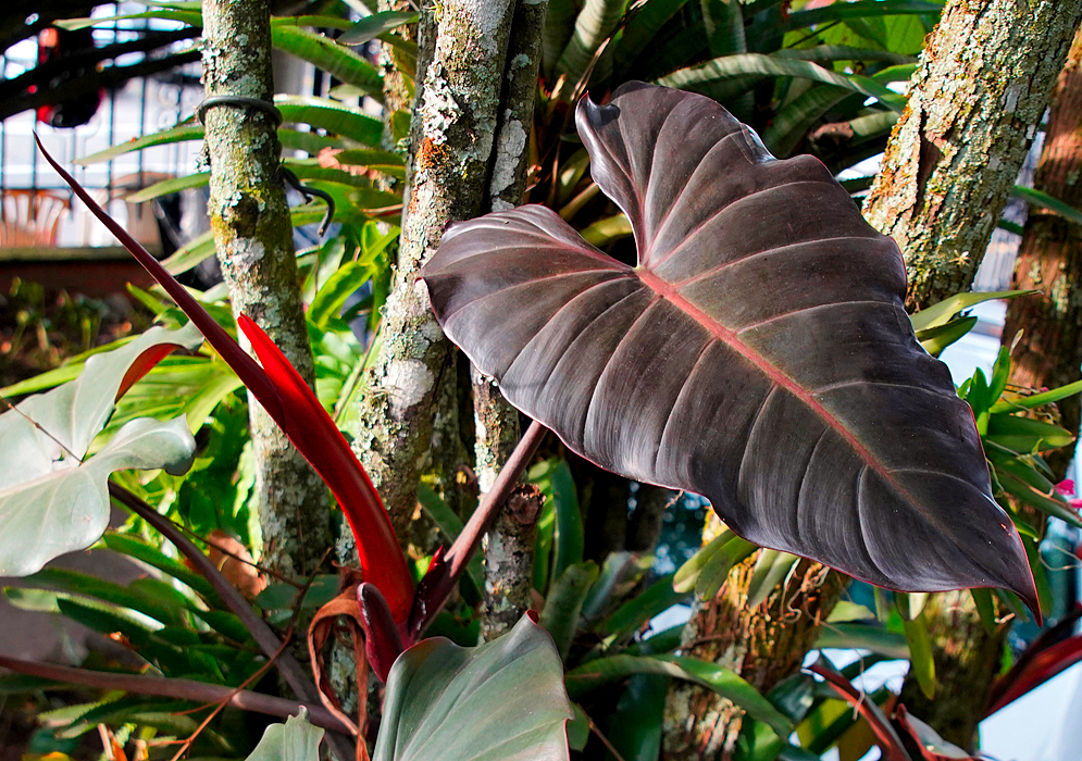 Philodendron hybrid dark lord brown leaf