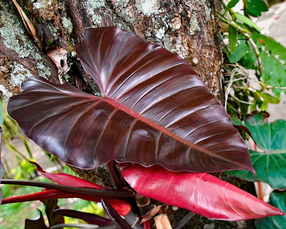 Philodendron hybrid dark lord brown and red leaves