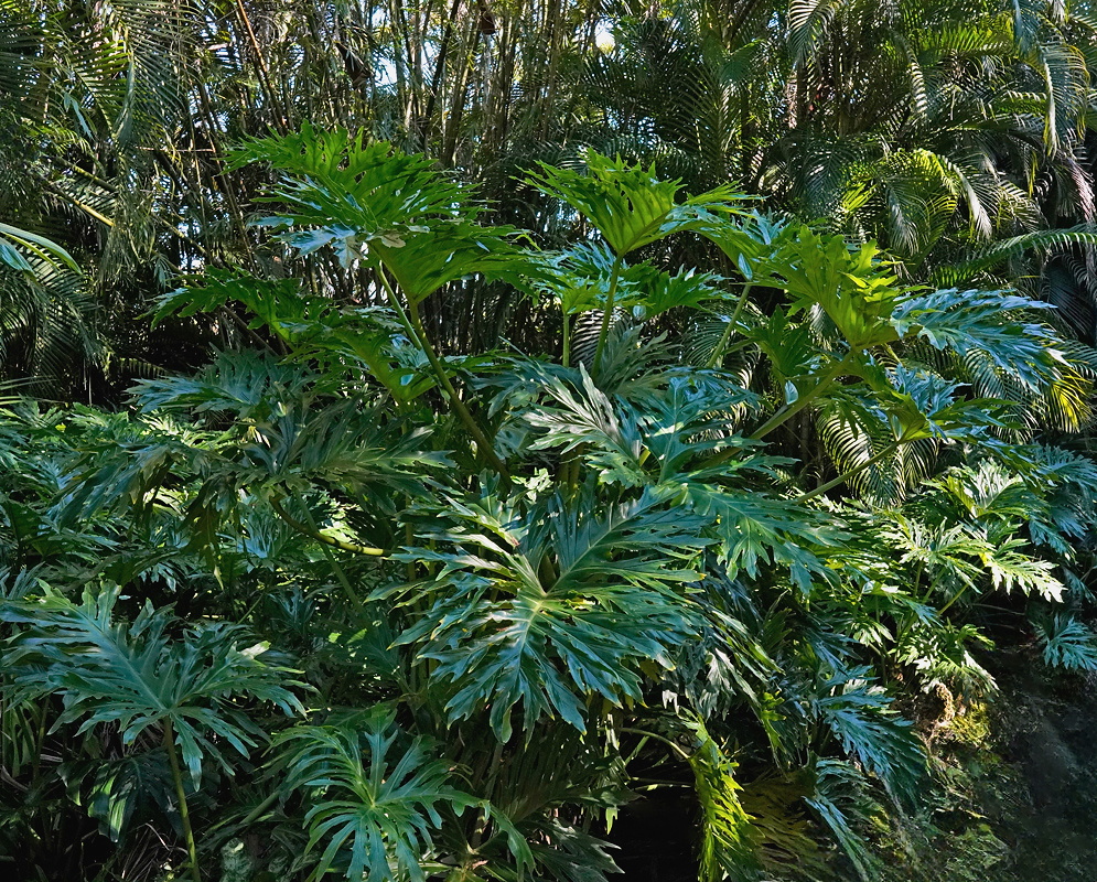 Philodendron mello-barretoanum mature plants forming crowns of deeply divided green leaves