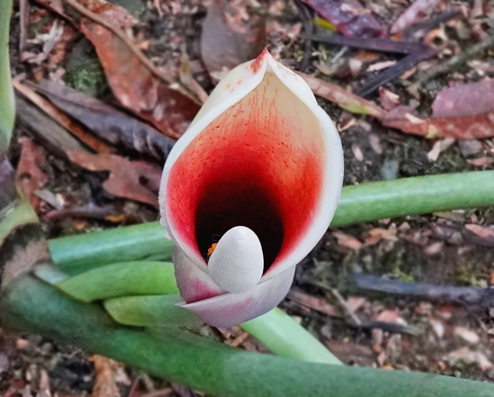 Philodendron pastazanum inflorescence with pale spathe red interior and cream spadix