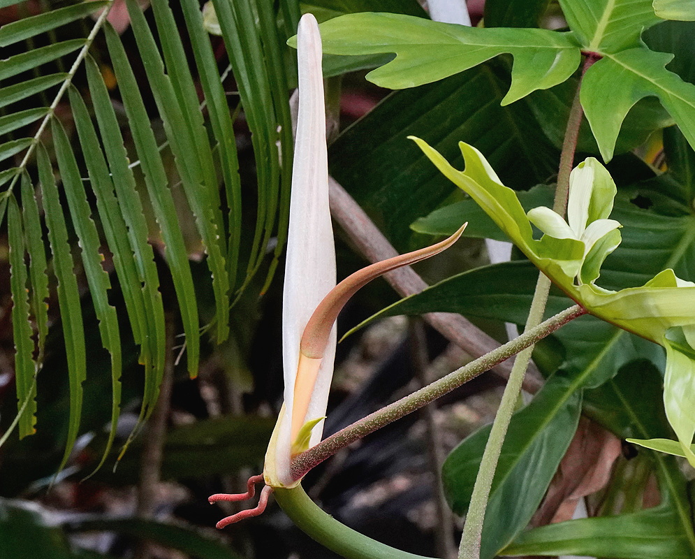 Philodendron pedatum pale elongated spathe beside deeply divided green leaves