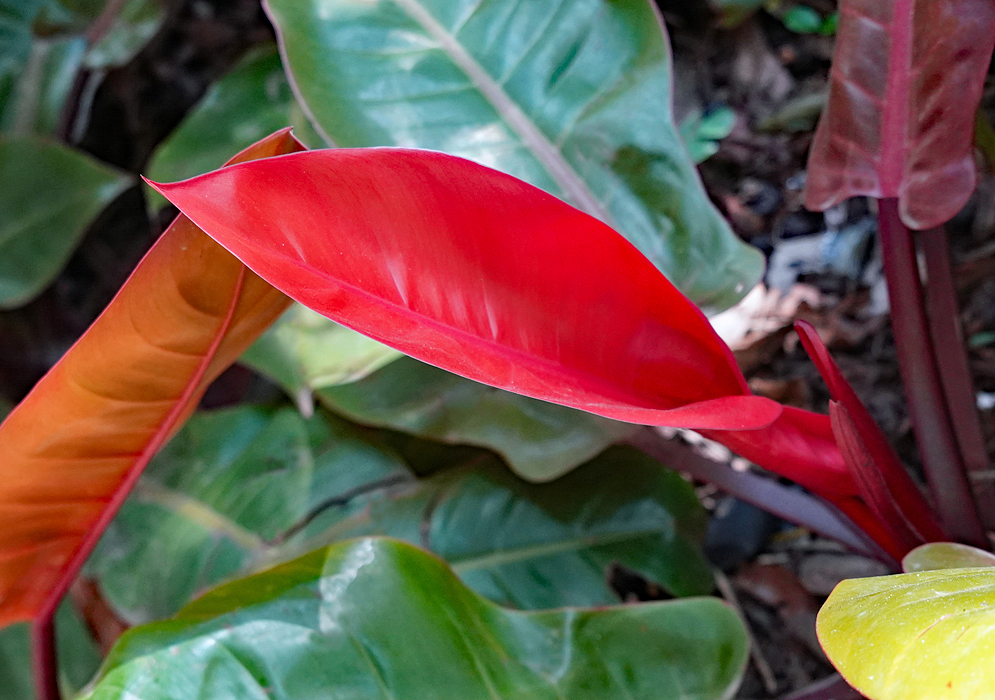 A bright Philodendron Prince of Orange red leaf