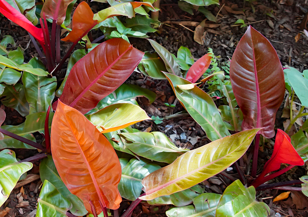 Philodendron Prince of Orange colorful leaves