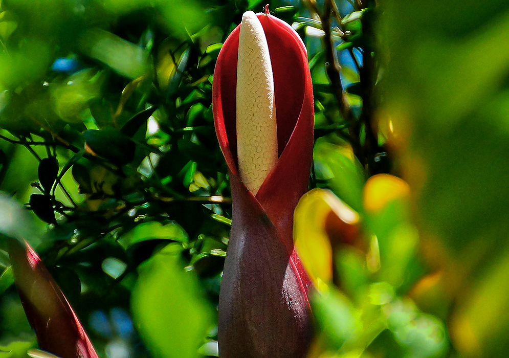 A white Philodendron sapadix and a dark red spathe in sunlight