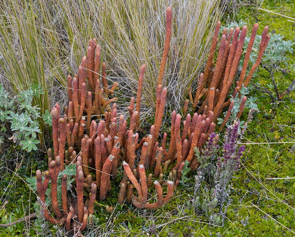 Phlegmariurus crassus upright reddish green firmoss shoots among high Andean vegetation