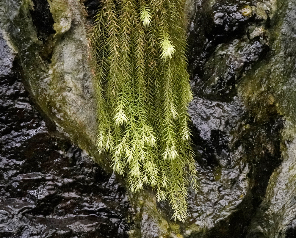 Phlegmariurus linifolius long pale green pendent shoots hanging against a wet rock face
