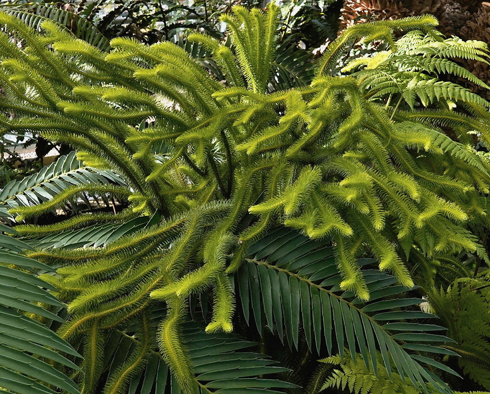 Phlegmariurus squarrosus dense arching green shoots with narrow spreading leaves