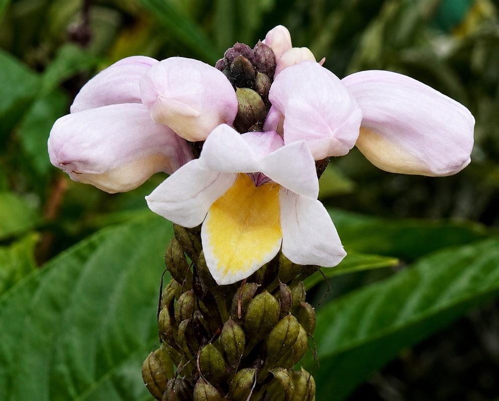 Phlogacanthus turgidus pale pink two-lipped flowers emerging from a dense dark-bracted spike