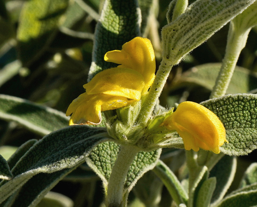 Phlomis fruticosa yellow two-lipped flowers among woolly gray-green stems and leaves